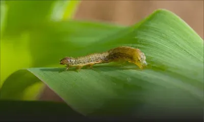 Invasion - Chenilles légionnaires : des traces suspectes détectées à Maurice