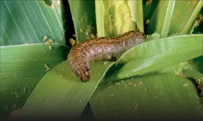 La chenille légionnaire une menace réelle pour Maurice, retour sur l’histoire africaine de cet insecte nuisible