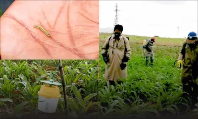 Chenilles légionnaires : 11 sites identifiés à Maurice