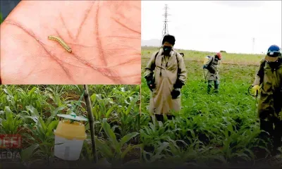 Chenilles légionnaires à Rodrigues : des pesticides utilisés pour lutter contre les insectes