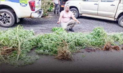 À Crève-Coeur : un cultivateur de cannabis dans les mailles du filet de l’Adsu