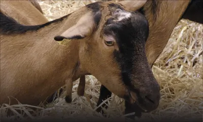 Vol d’une chèvre et de 2 moutons d’une valeur de Rs 25 000