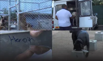 Renifleurs de drogue et de billets : des chiens pas si… bêtes à la MRA