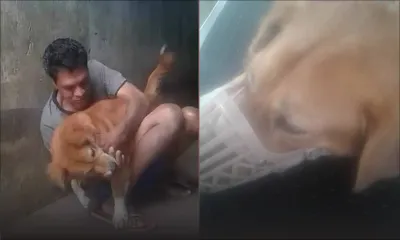 Transfusion sanguine : le chien Rusky vient en aide à Ajinomoto qui est toujours dans un état critique