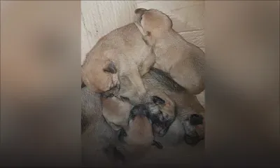 Pointe-aux-Sables : sept chiots coincés dans un caniveau sauvés par une équipe de pompiers