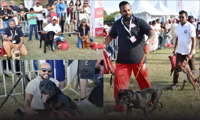 Domaine de Gros-Cailloux : des chiens qui ont du chien !