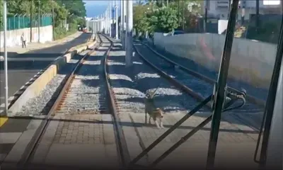 Barkly : un chien errant ralentit le tram