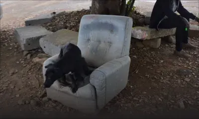 Insolite : un vieux fauteuil sert de «trône» à un chien à Rose-Hill
