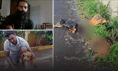 Forest-Side : deux chiens torturés, selon un habitant de la région 