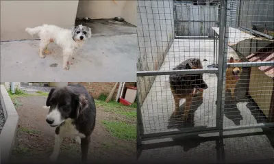 Gael Kalee : au secours des animaux de personnes en quarantaine