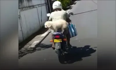 Calodyne : il promène ses trois chiens sur sa moto