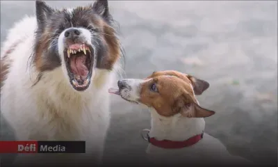 À Rivière-des-Anguilles : trois chiens sèment la peur dans un morcellement