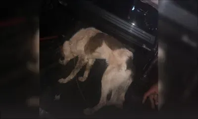 Grande-Rivière-Nord-Ouest : un couple surpris en train de jeter du pont un chien maltraité