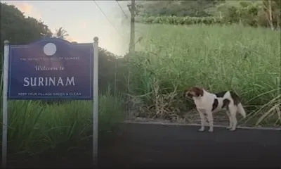 Surinam : Vishnu Armon suspecté d’avoir tué des chiens et vendu leur chair