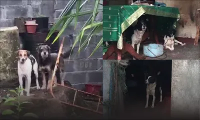 Environnement insalubre : une septuagénaire forcée à vivre avec 40 chiens 