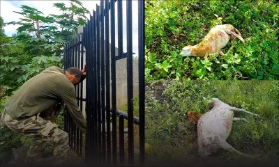 Pailles : des chiens errants tuent 12 moutons 