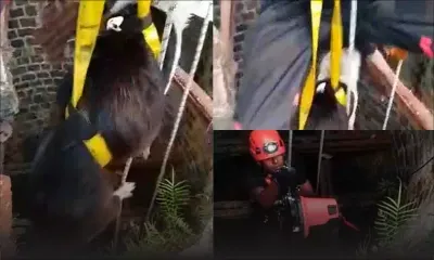 Mapou : sauvetage d'un chien tombé dans un puits