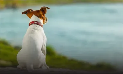 Un chien tué par balle, un autre empoisonné