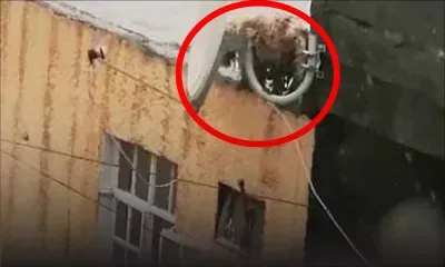 En pleine tempête : deux chiens laissés à leur sort sur des toits de maisons