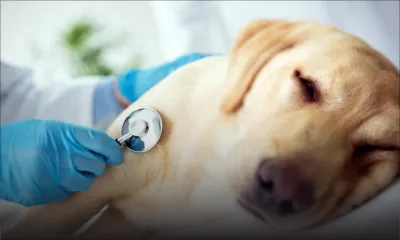 Votre chien pourrait être plus vieux que vous le pensiez 