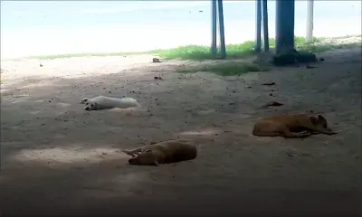 Trou-aux-Biches : des chiens profitent de la plage 