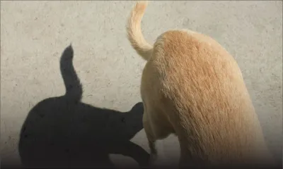 Morsures de chiens : une quadragénaire reçoit 6 points de suture 