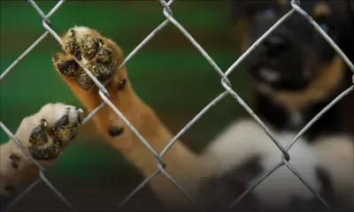 Cage surpeuplée, excréments, odeur pestilentielle... : treize chiens de race sauvés d’un enfer à Sorèze