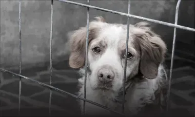 Cruauté envers les animaux : enquête sur la mort de chiens dans les chenils de la MSAW