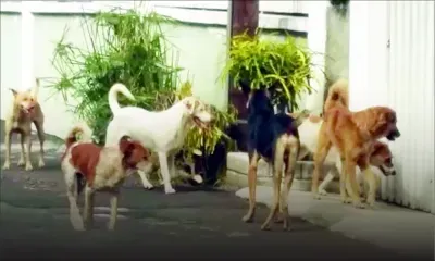 Lutte contre les chiens errants : le puçage électronique des chiens bientôt obligatoire à Maurice