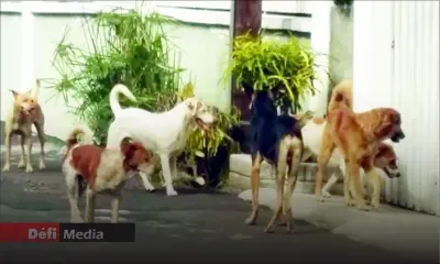 La Mauritius Society for Animal Welfare sort de son silence sur les expériences scientifiques