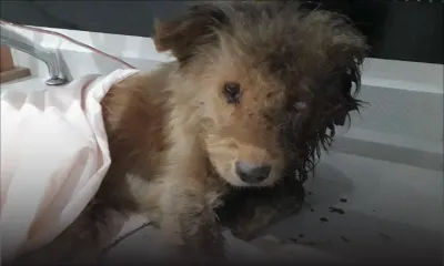 Maltraitance animale : définition, sanctions, prévention… ce que dit la loi