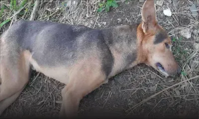 Acte de barbarie : sept chiens retrouvés morts sur un terrain de foot à Case-Noyale 