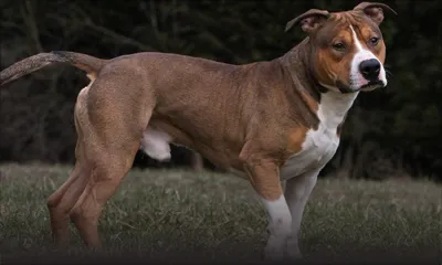 Considéré comme un chien dangereux, un ‘’AmStaff’’ dans la nature à Belle-Mare