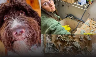 L'histoire de Cecil, le chien qui a dévoré... 4 000 dollars