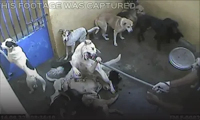 Maltraitance de chiens : MSAW critiquée par un journal anglais