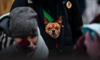 Pour les Ukrainiens qui fuient la guerre, les femmes, les enfants... et les animaux d'abord !