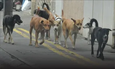 Expérimentations sur des chiens et chats - Rubina Judhoo : «Je n’ai rien inventé»