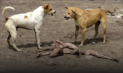 Inde: des villageois tuent des chiens errants pour venger la mort d'enfants
