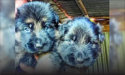 Vol de chiens de race à Sodnac