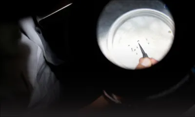 Les Etats-Unis approuvent le premier vaccin contre le chikungunya