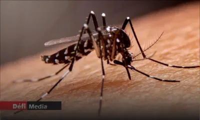 Chikungunya : Tamarin en première ligne