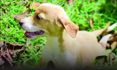 Adoptez un chien