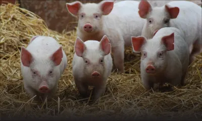 Une sexagénaire rapporte le vol de 38 de ses porcelets valant Rs 114 000