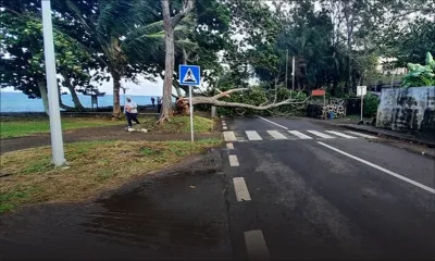 Avis de vents forts : gare aux chutes d’arbres 