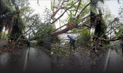 [En images] Fuel, Flacq : attention aux chutes d’arbres !