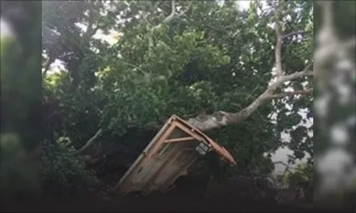 Intempéries: les fortes rafales causent la chute de plusieurs arbres