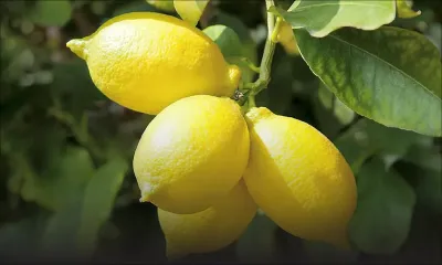 Vol de citrons - Il menace son père avec un sabre : «Si to al la polis mo pou koup twa» 