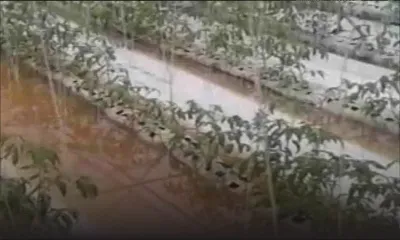 Des plantations sous les eaux à Clémencia 