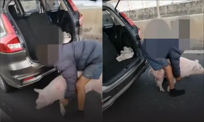 Un cochon bloque la circulation, buzz sur TikTok