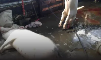 Saint-Martin : abattage illégal de porcs